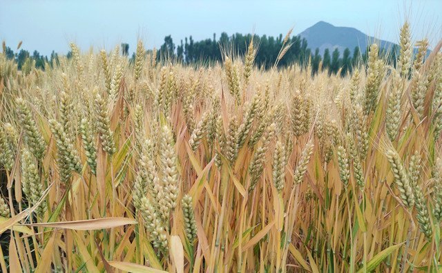 上海市出臺秸稈補貼新舉措，每噸補貼300元