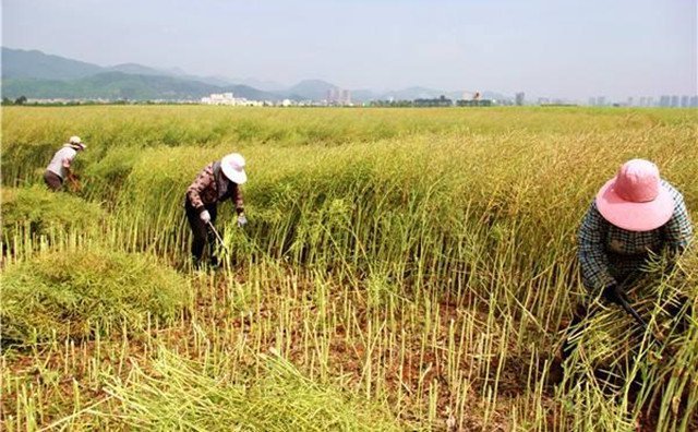 農(nóng)村的秸稈稻草，棉花桿，廢舊木材花生殼，都是農(nóng)業(yè)垃圾，在過去這些東西沒有人稀罕，到處亂扔，影響了農(nóng)村的面貌