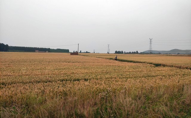 秸稈