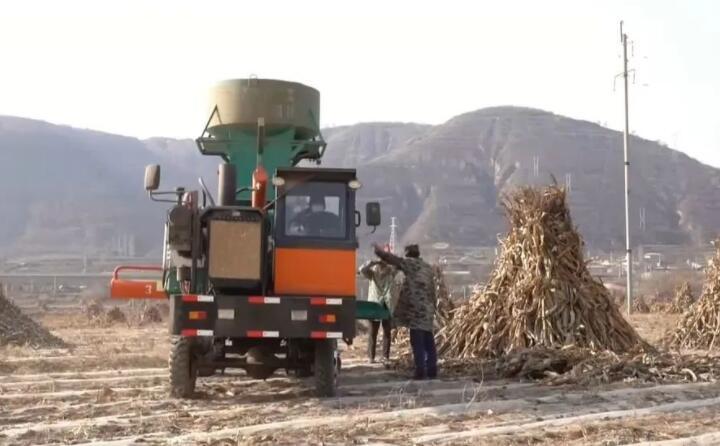 近日，走進曲子鎮(zhèn)孟家寨村，工人們正駕駛農(nóng)機將秸稈打包回收，袁歲寶跟在機器后面細細數(shù)著自家玉米地剛剛打包完成的草包。